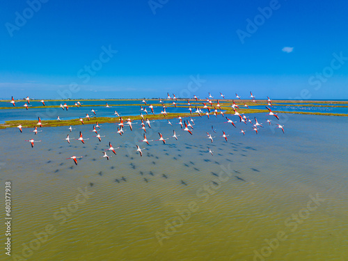 Obraz na płótnie Flock of flamingos above the river Ebro, the delta region of the Ebro River in the southwest of the Province of Tarragona in the region of Catalonia in Spain w salonie