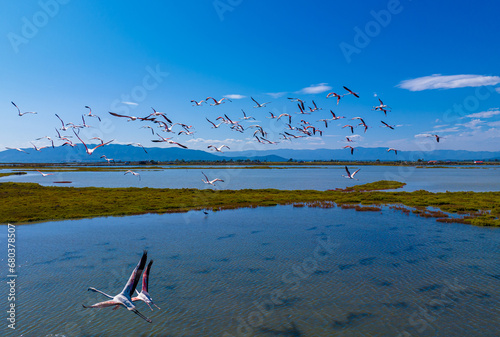 Flock of flamingos above the river Ebro, the delta region of the Ebro River in the southwest of the Province of Tarragona in the region of Catalonia in Spain