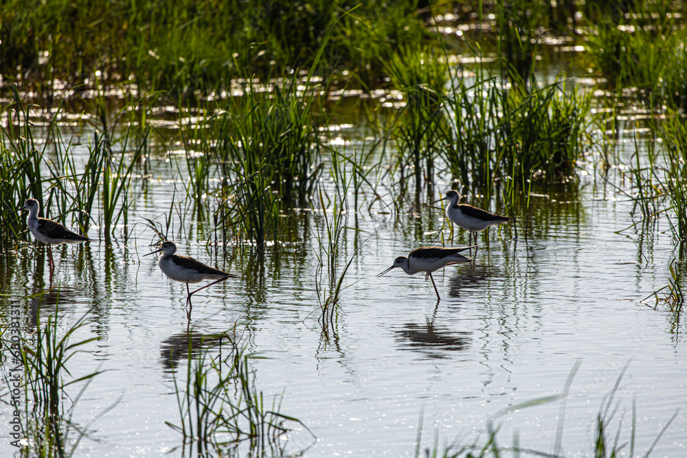Avocets in delta of the river Ebro, the delta region of the Ebro River in the southwest of the Province of Tarragona in the region of Catalonia in Spain