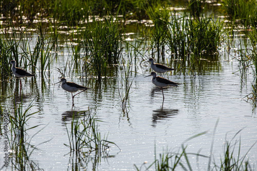 Avocets in delta of the river Ebro, the delta region of the Ebro River in the southwest of the Province of Tarragona in the region of Catalonia in Spain