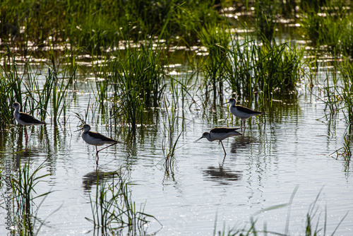 Obraz na płótnie Avocets in delta of the river Ebro, the delta region of the Ebro River in the southwest of the Province of Tarragona in the region of Catalonia in Spain w salonie