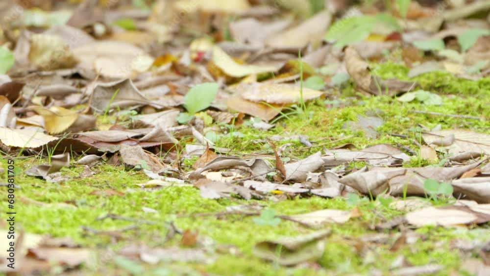 Varied Tit (Sittiparus varius) Bird Holding Seed or Nut in Beak and Takes Wing from Ground in Autumn Park Varied Tit (Sittiparus varius) Bird Holding Seed or Nut in Beak and Takes Wing from Ground in Autumn Park