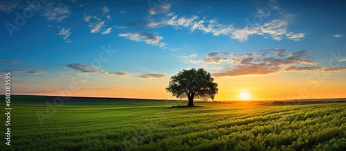 picturesque landscape  a silhouette of a tree stands tall against the vibrant green grass  harmonizing with the blue sky  creating the perfect background for a mesmerizing sunset. The serene