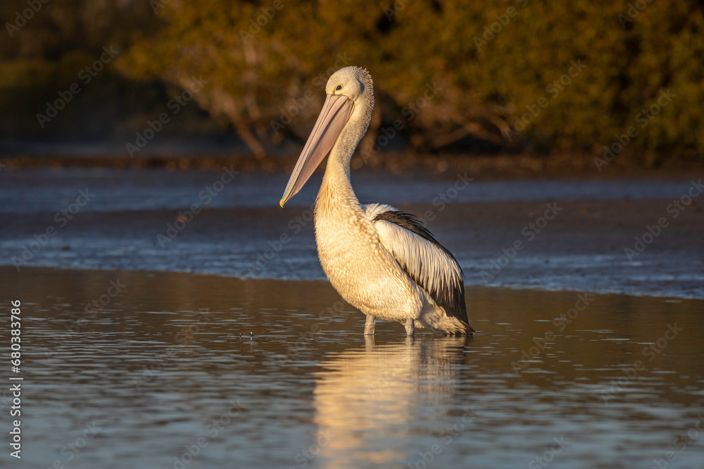 Australian pelican (Pelecanus conspicillatus) in the morning, Narooma, NSW, September 2023