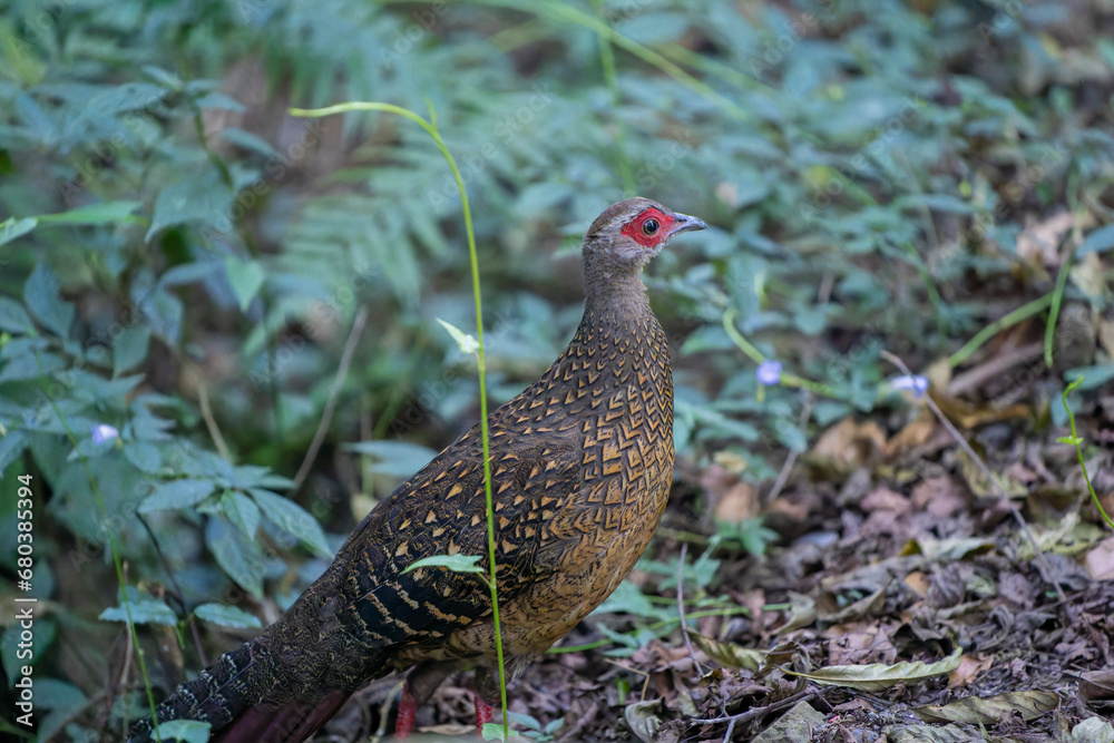 Swinhoe's pheasant female endemic bird in Taiwan Swinhoe's pheasant female endemic bird in Taiwan