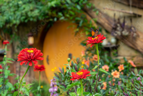 Fototapeta Naklejka Na Ścianę i Meble -  BUTTERFLY FLYING AROUND HOBBITON, NEW ZEALAND