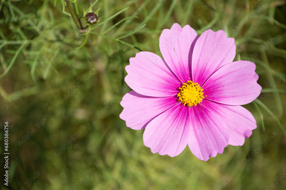 Obraz premium コスモス