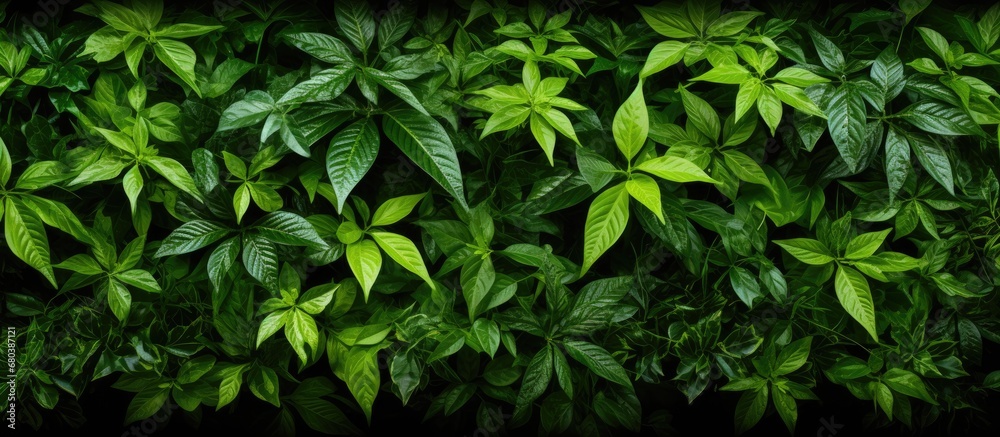 In the summer, as nature awakens from the depths of spring, the texture of the grass and leaves in the garden create a vibrant and mesmerizing design; the lush green color of the plants blending In the summer, as nature awakens from the depths of spring, the texture of the grass and leaves in the garden create a vibrant and mesmerizing design; the lush green color of the plants blending