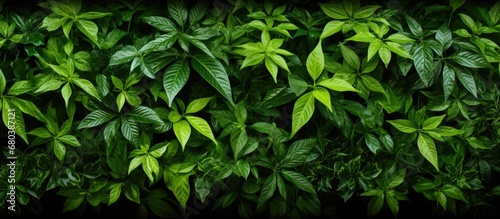 In the summer, as nature awakens from the depths of spring, the texture of the grass and leaves in the garden create a vibrant and mesmerizing design; the lush green color of the plants blending
