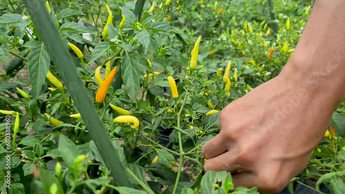 A person picking a yellow chilli pepper from a plant. The pepper plant has green leaves and yellow peppers. The person is reaching out to pick the chilli pepper with their right hand