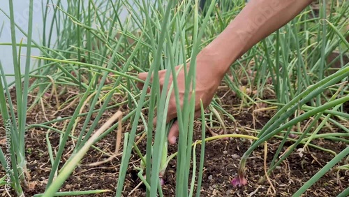 A person picking an red onion from a garden. The red onion has green leaves and a red bulb.