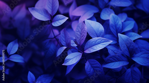 Midnight Blue Foliage
