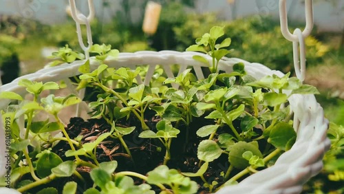 Close up of a plant in a hanging basket