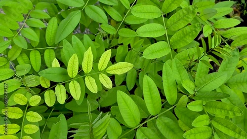 close-up of a tree with green leaves