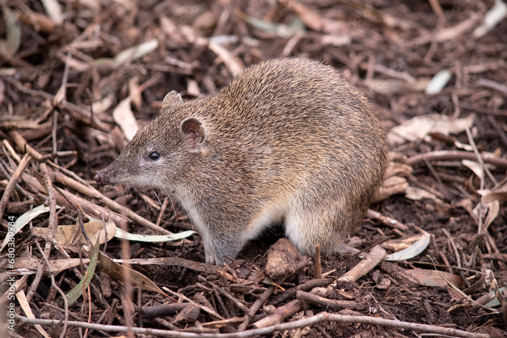 Southern brown bandicoot is a medium sized ground dwelling marsupial with a long tapering snout, a naked nose, a compact body and a short tail. Southern brown bandicoot is a medium sized ground dwelling marsupial with a long tapering snout, a naked nose, a compact body and a short tail.