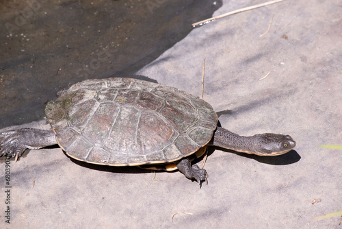  The lower shell or plastron is usually creamy-yellow, sometimes with other dark brown markings. The feet have strong claws and are webbed for swimming .