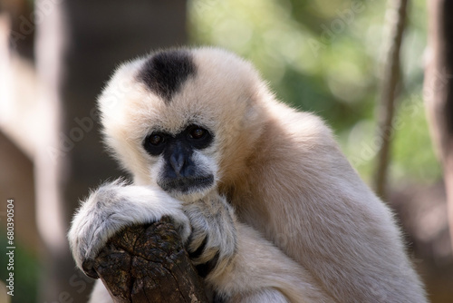 The female white cheeked gibbon is a golden color with a black face and no crest.