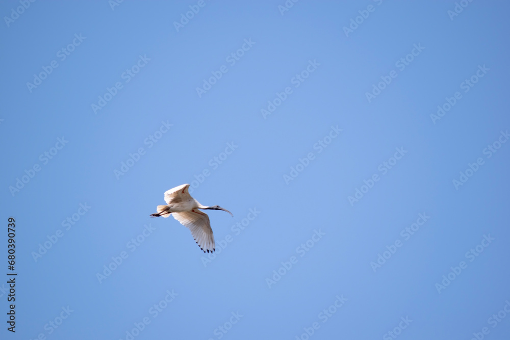 The Australian White Ibis is characterised by having predominantly white plumage with a featherless black head, neck, and legs. Its bill is also black, long and down curved. The Australian White Ibis is characterised by having predominantly white plumage with a featherless black head, neck, and legs. Its bill is also black, long and down curved.
