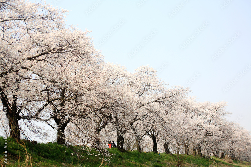 In spring when cherry blossoms are in full bloom In spring when cherry blossoms are in full bloom