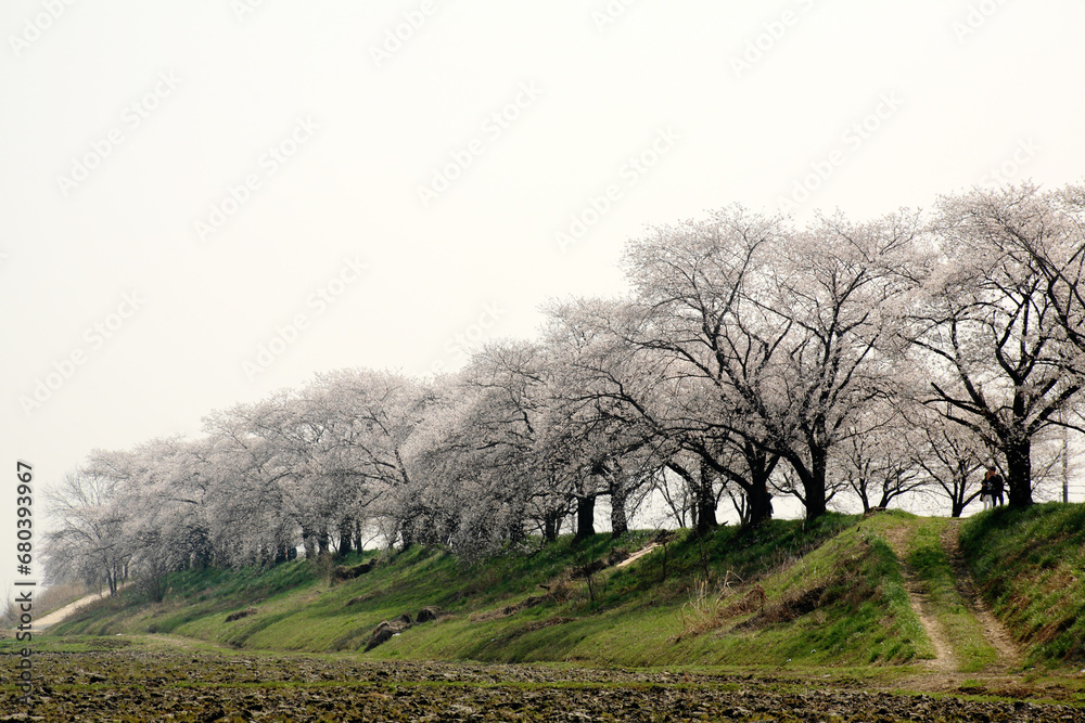 In spring when cherry blossoms are in full bloom In spring when cherry blossoms are in full bloom