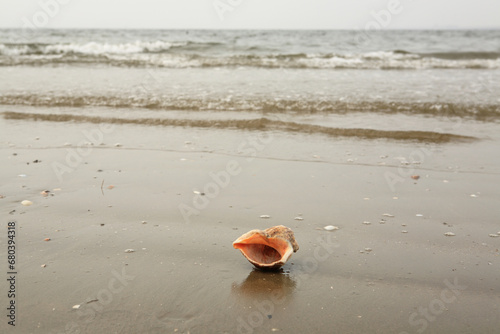 a conch shell on the beach