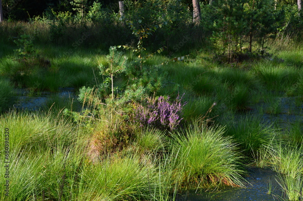 Fototapeta premium Swamp Landscape in the Fen Tister Bauernmoor, Lower Saxony