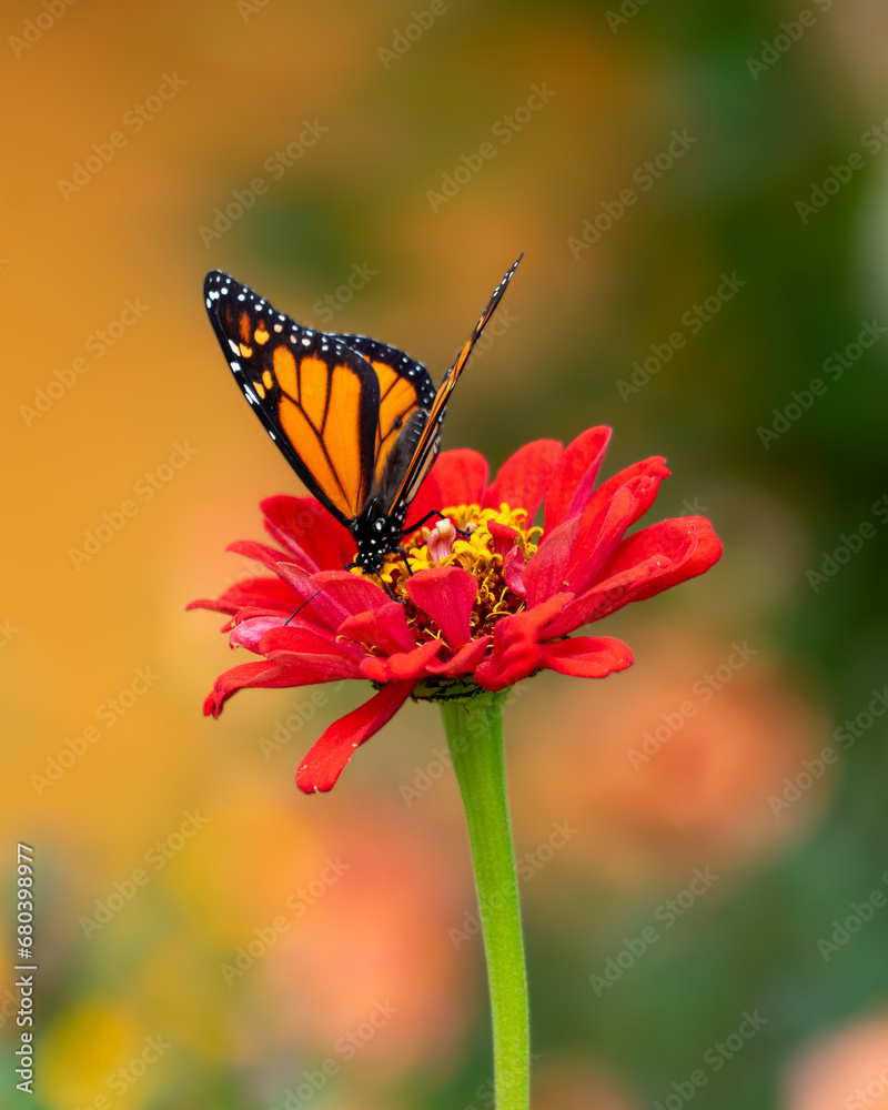 Obraz premium BUTTERFLY IN HOBBITON, MATAMATA, NEW ZEALAND, FEBRUARY 2023