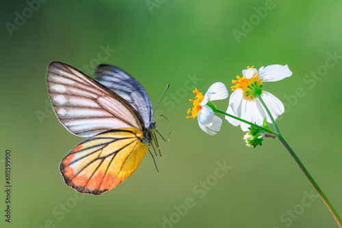 Painted Jezebel. Butterfly on white flower photo