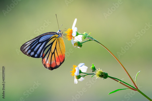 Painted Jezebel. Butterfly on white flower photo