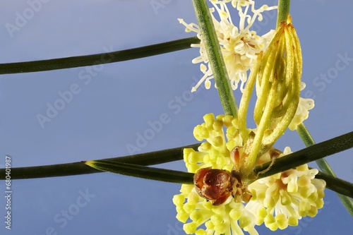 Close-up of Needlewood Hakea (Hakea leucoptera) flowers and foliage photo