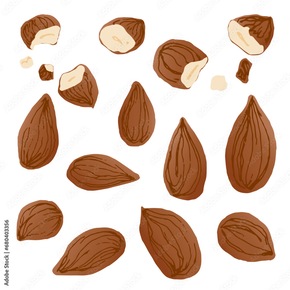 アーモンドのイラスト