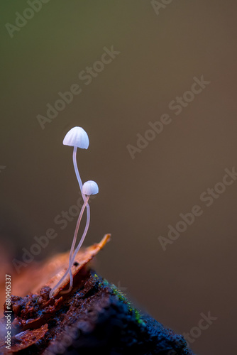 Pilze
