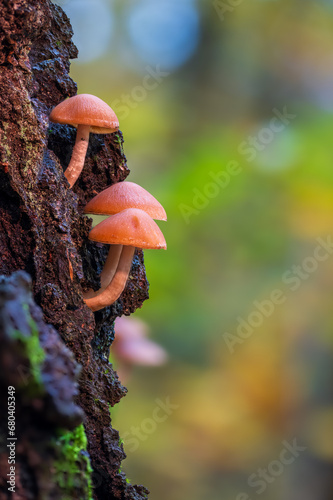 Pilze