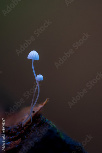 Pilze