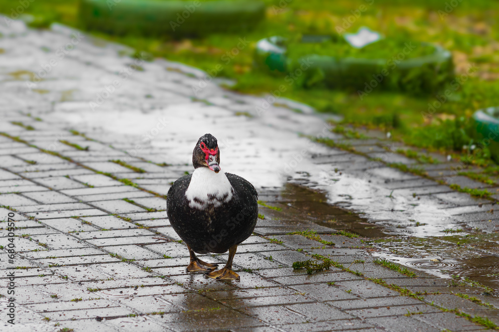 Portrait of a Muscovy duck walking along a wet concrete path in the park. Front view Portrait of a Muscovy duck walking along a wet concrete path in the park. Front view