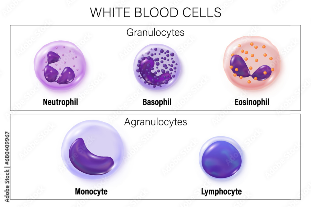 Leukocytes. Type of white blood cells vector. Granulocytes and