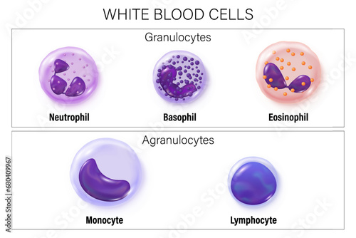 Leukocytes. Type of white blood cells vector. Granulocytes and Agranulocytes. Basophil, Neutrophil, Eosinophil, Monocyte and lymphocyte. Blood cells educational medical information.