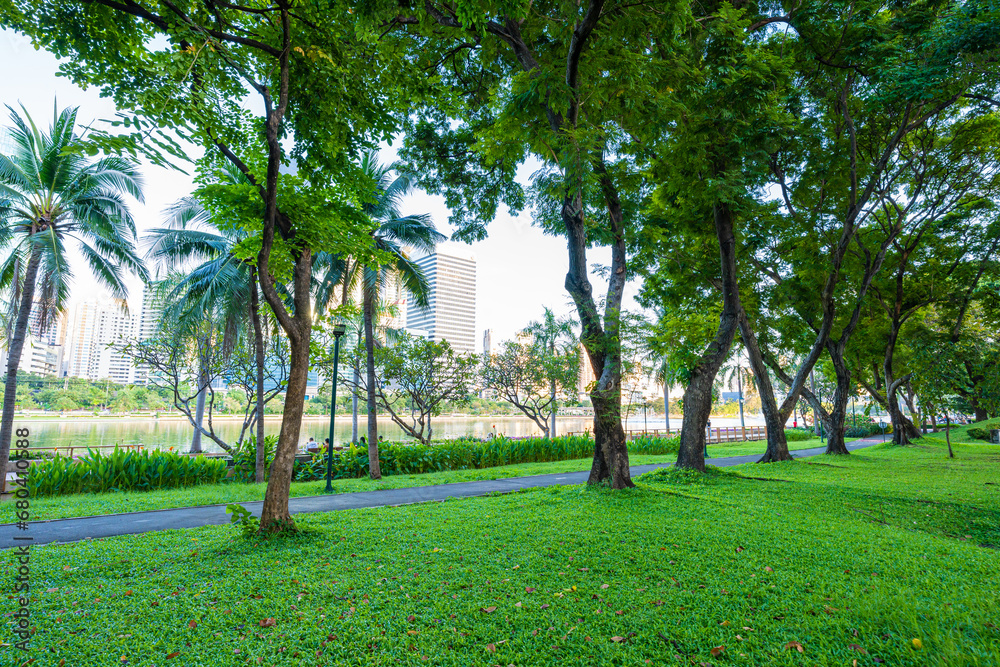 Obraz premium Green tree forest meadow green graas in city public park sunset light sky