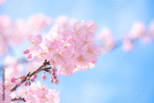 満開の桜 