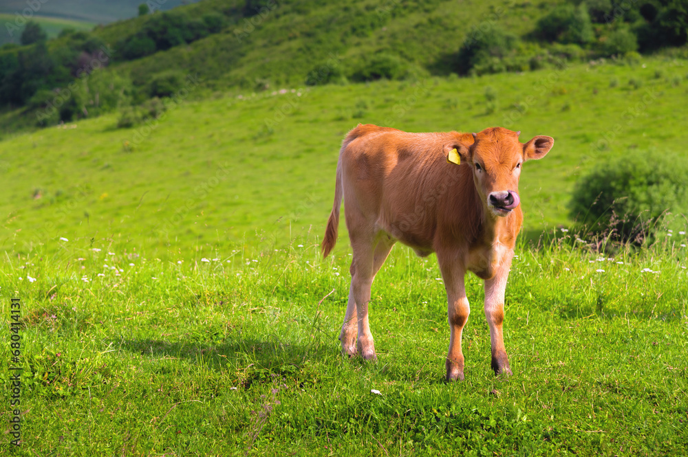 lonely calm and relaxed brown calf grazes on a green field on a sunny day. Calf looking at the camera