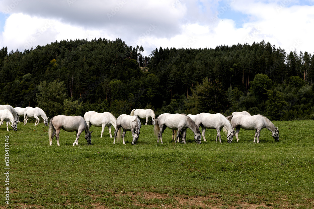 A herd of white horses in the halter on a green pasture A herd of white horses in the halter on a green pasture