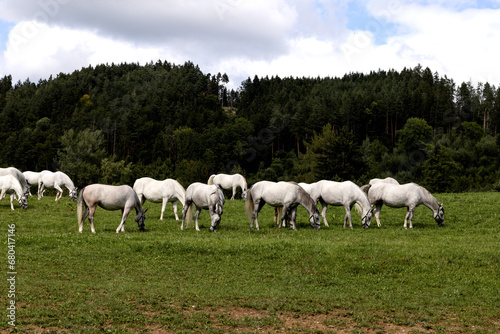 A herd of white horses in the halter on a green pasture