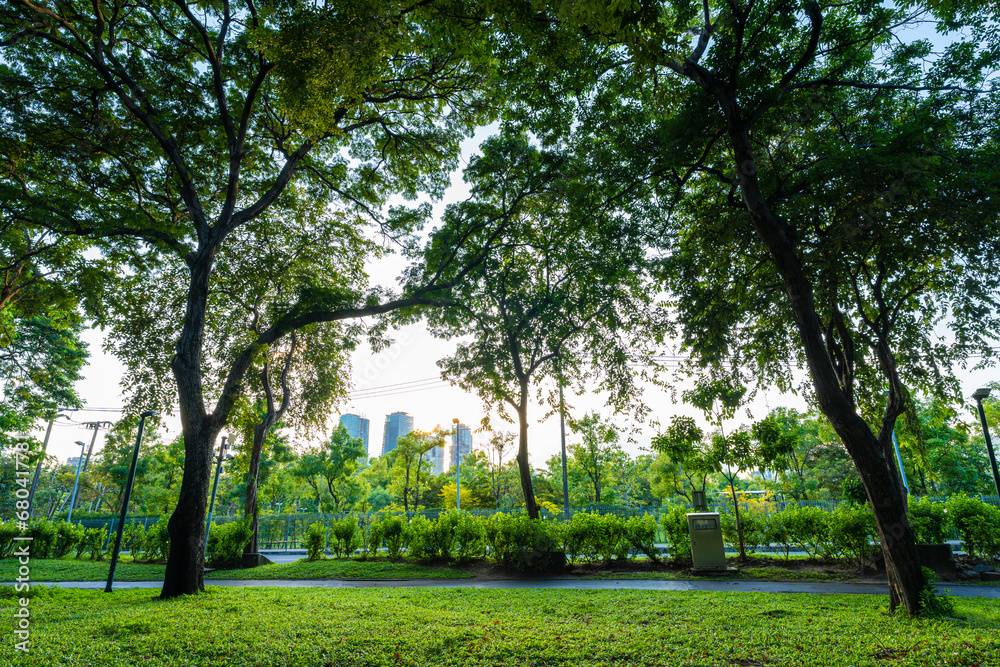 Obraz premium Green tree forest meadow green graas in city public park sunset light sky