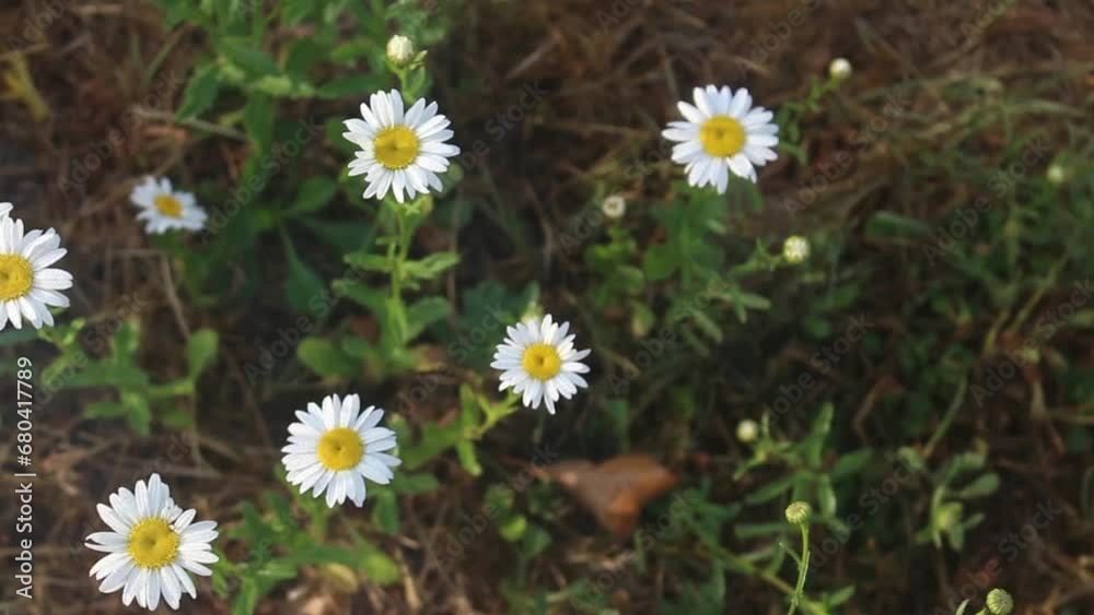 White chamomile flowers on a green meadow White chamomile flowers on a green meadow