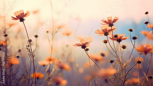 meadow flowers in vintage sunlight