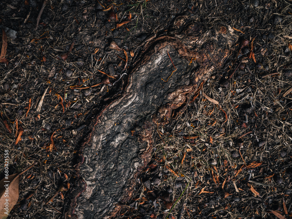 Forest floor Forest floor