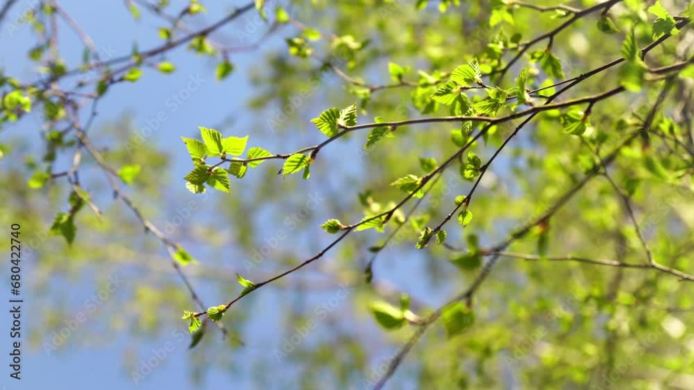 Closeup view of the birch branches with young green leaves. Closeup view of the birch branches with young green leaves.