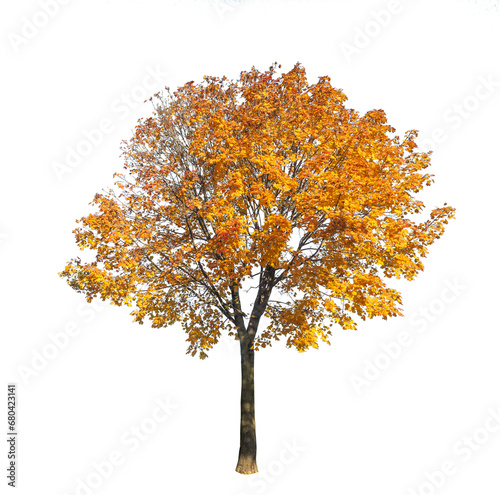 Tree with autumn leaves on transparent background