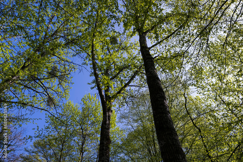 beautiful green foliage of hornbeam trees in sunny weather