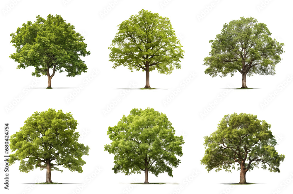 Set of a different types of trees: apple,  beech, elm, linden, maple, oak, isolated on a transparent background - obrazy, fototapety, plakaty 